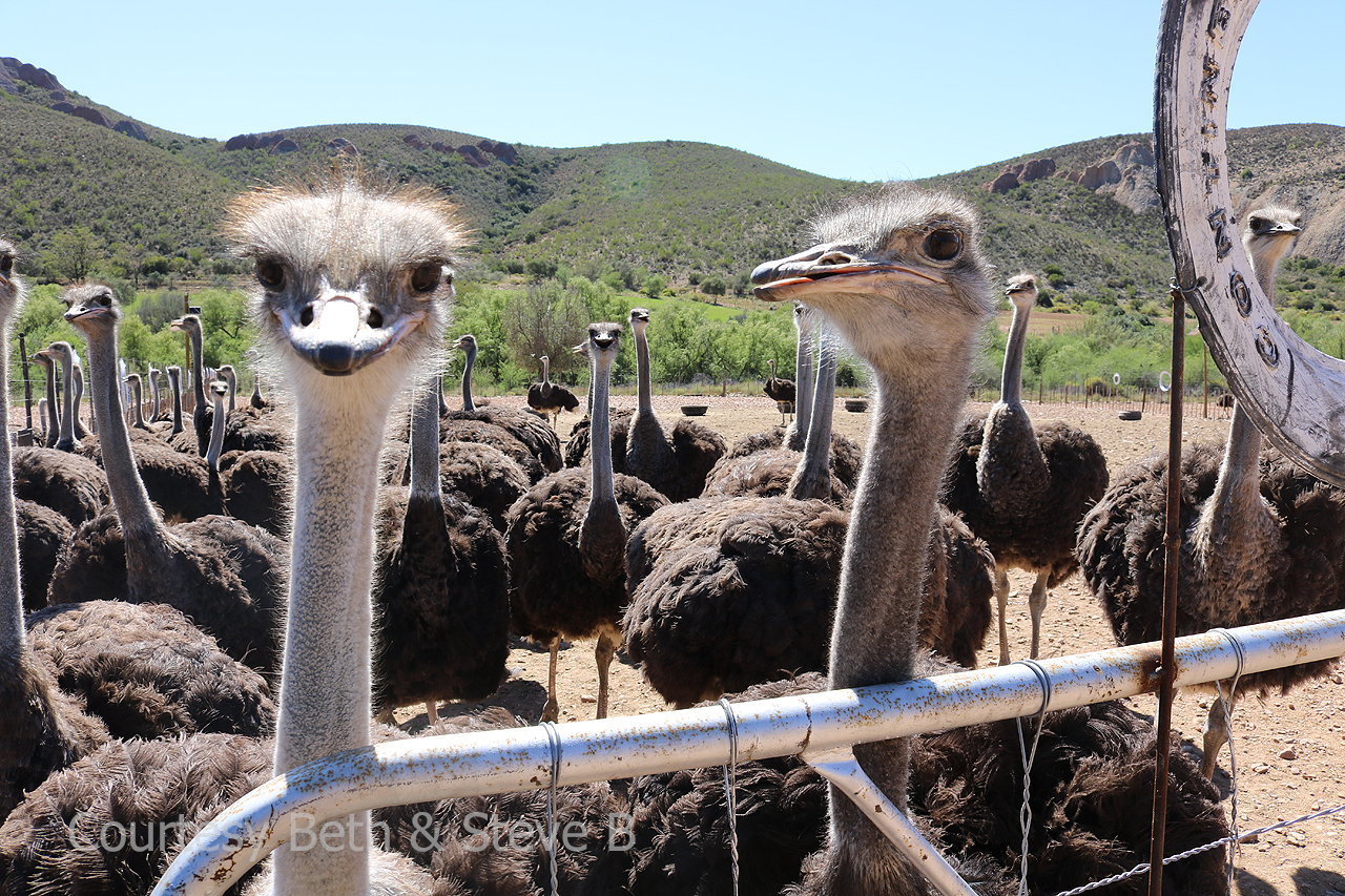 1011_Ostriches.jpg